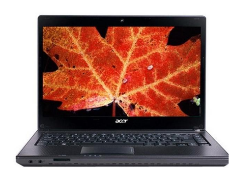 acer acer